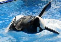 06/01/2014 : GABRIELA COWPERTHWAITE - Blackfish 06/01/2014 : GABRIELA COWPERTHWAITE - Blackfish