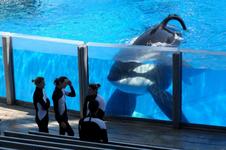 06/01/2014 : GABRIELA COWPERTHWAITE - Blackfish 06/01/2014 : GABRIELA COWPERTHWAITE - Blackfish