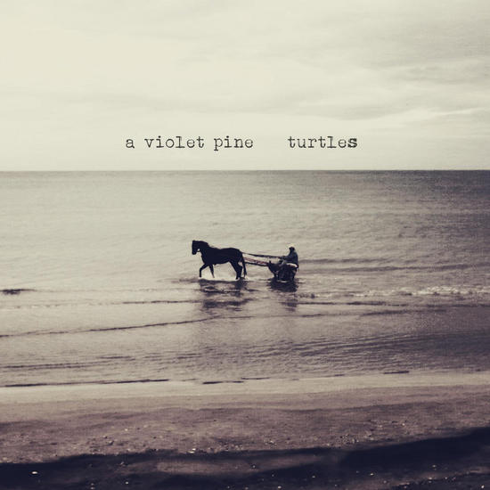 16/11/2015 : A VIOLET PINE - Turtles 16/11/2015 : A VIOLET PINE - Turtles