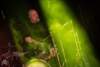 THE BEAUTY OF GEMINA - Amphi Festival Keulen